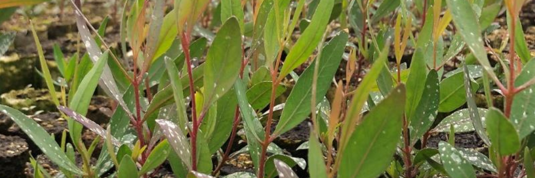 synet_eucalyptus_thump