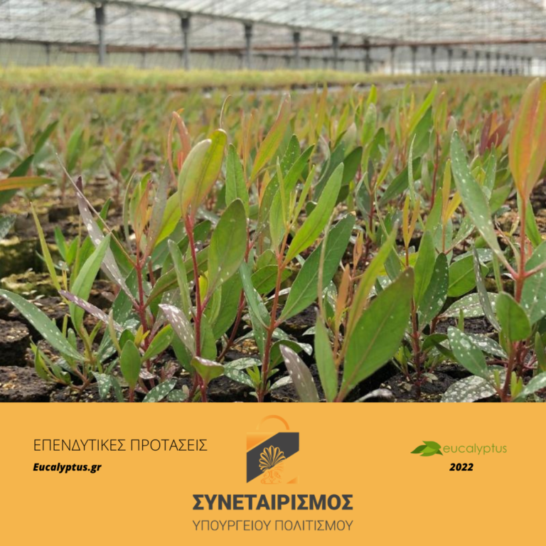 synet_eucalyptus_thump